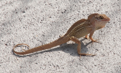 [A brown lizard on the concrete with its tail curled back towards its body.]